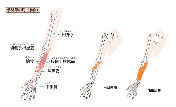 上腕骨内側上顆炎に関係する筋肉