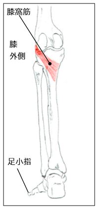 膝窩筋の図