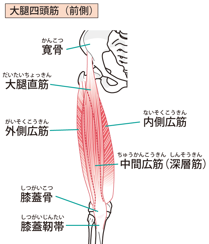 太腿の筋と膝蓋靭帯