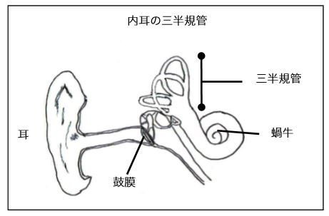内耳の三半規管